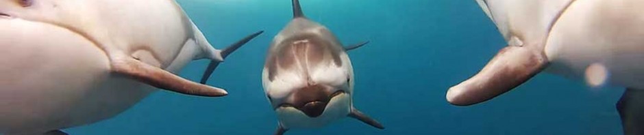 Dolphins Underwater with GoPro Camera